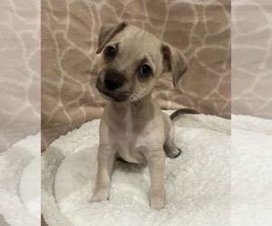 Chihuahua Dogs for adoption in Menifee, CA, USA