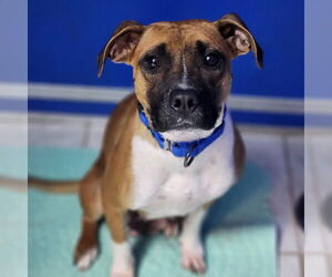 Boxer Dogs for adoption in Walnutport, PA, USA