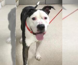 American Pit Bull Terrier Dogs for adoption in Riverside, CA, USA