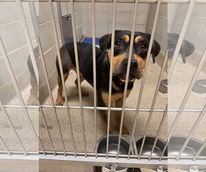 Mutt Dogs for adoption in Virginia Beach, VA, USA
