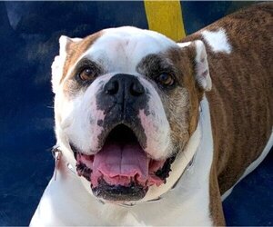 Bulldog Dogs for adoption in Lake Forest, CA, USA