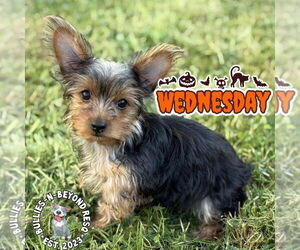 Mutt Dogs for adoption in Omaha, NE, USA