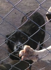Collie Dogs for adoption in Tonopah, AZ, USA