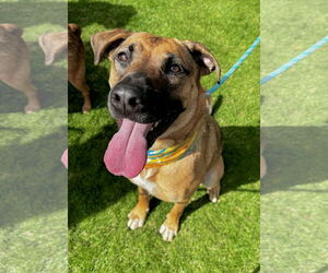 German Shepherd Dog-Unknown Mix Dogs for adoption in Newport Beach, CA, USA