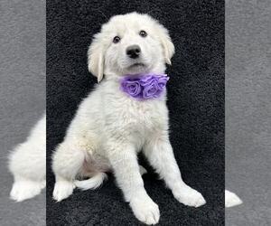 Great Pyrenees-Unknown Mix Dogs for adoption in Grafton, WI, USA