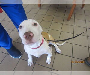American Pit Bull Terrier-Unknown Mix Dogs for adoption in Ocala, FL, USA