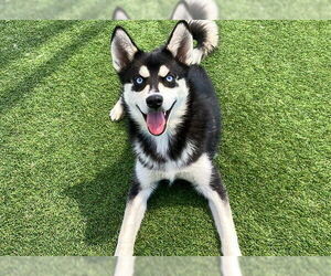 Siberian Husky Dogs for adoption in Orange, CA, USA