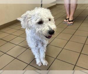 Poodle (Miniature)-Unknown Mix Dogs for adoption in Ocala, FL, USA