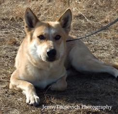 Medium Photo #1 Alaskan Husky-Unknown Mix Puppy For Sale in Warwick, RI, USA