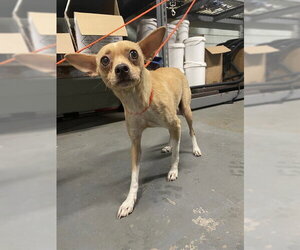 Chihuahua Dogs for adoption in Stockton, CA, USA