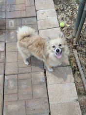 Pomeranian Dogs for adoption in Scottsboro, AL, USA