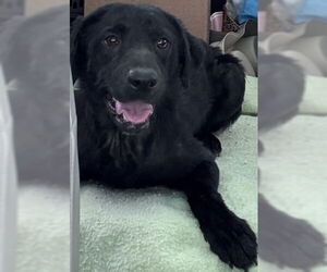 Borador Dogs for adoption in Conway, AR, USA