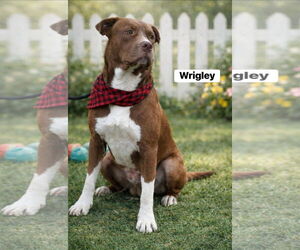 Labrador Retriever-Unknown Mix Dogs for adoption in Alexander, AR, USA