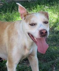 American Pit Bull Terrier Dogs for adoption in Ashland, VA, USA