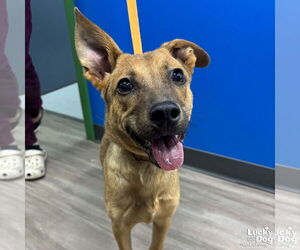 Carolina Dog-Unknown Mix Dogs for adoption in Washington, DC, USA