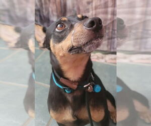 Miniature Pinscher-Unknown Mix Dogs for adoption in Alvin, TX, USA
