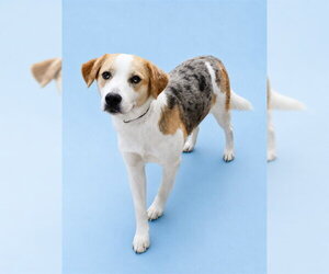 Beagle-Catahoula Leopard Dog Mix Dogs for adoption in Westminster, MD, USA