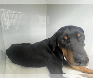 Rottweiler Dogs for adoption in Houston, TX, USA