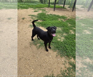 Mutt Dogs for adoption in Maquoketa, IA, USA