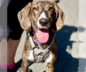 Mutt Dogs for adoption in Canton, CT, USA