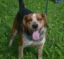Beagle-Unknown Mix Dogs for adoption in Akron, OH, USA