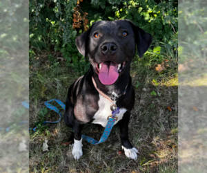 Labrador Retriever-Unknown Mix Dogs for adoption in Brooklyn Center, MN, USA