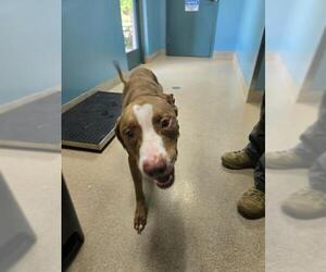 Labrador Retriever-Unknown Mix Dogs for adoption in Newton, NC, USA