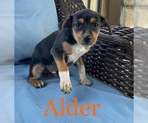 Mutt Dogs for adoption in Aurora, IN, USA