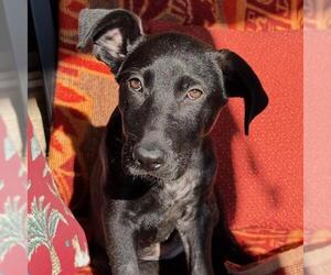 Medium Photo #4 Mutt Puppy For Sale in San Diego, CA, USA