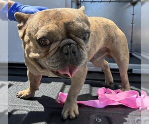 French Bulldog Dogs for adoption in Rancho Cucamonga, CA, USA