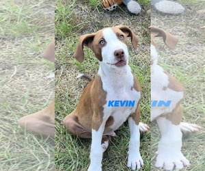 Pointer-Unknown Mix Dogs for adoption in Brooksville, FL, USA