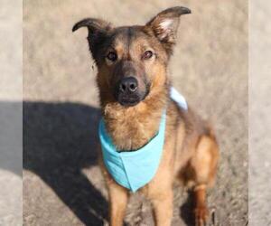 German Shepherd Dog-Unknown Mix Dogs for adoption in San Antonio, TX, USA