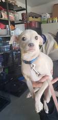 Chihuahua-Unknown Mix Dogs for adoption in Clearlake, CA, USA
