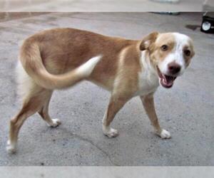Border Collie Dogs for adoption in San Tan Valley, AZ, USA