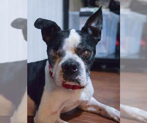 Boston Terrier Dogs for adoption in Uwchlan, PA, USA