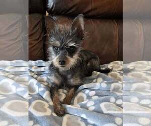 Mutt Dogs for adoption in New London, WI, USA