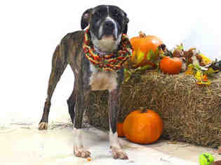 Medium Photo #1 Boxer-Greyhound Mix Puppy For Sale in Sanford, FL, USA