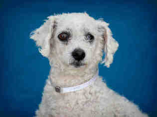 Poodle (Toy) Dogs for adoption in Downey, CA, USA