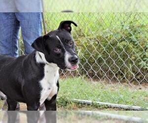 Labrador Retriever-Unknown Mix Dogs for adoption in Abbeville, LA, USA