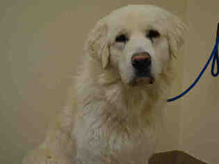 Great Pyrenees Dogs for adoption in Aurora, CO, USA