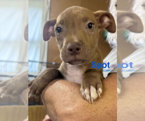 Vizsla-Weimaraner Mix Dogs for adoption in Jackson Township, NJ, USA