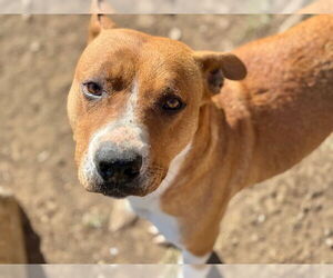 Mutt Dogs for adoption in Tulsa, OK, USA