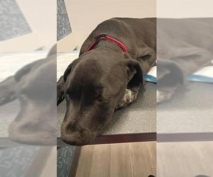 Labrador Retriever-Unknown Mix Dogs for adoption in San Antonio, TX, USA