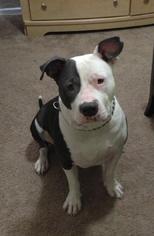 American Staffordshire Terrier Dogs for adoption in Beverly Hills, CA, USA