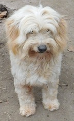 Maltipoo Dogs for adoption in Pipe Creek, TX, USA