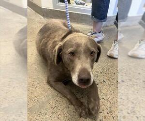 Labrador Retriever Dogs for adoption in Jackson, CA, USA