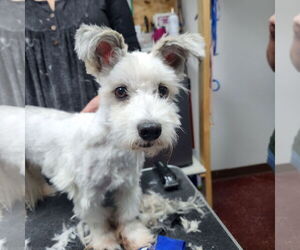 Mutt Dogs for adoption in Fargo, ND, USA