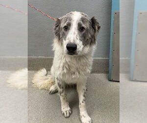 Australian Shepherd-Unknown Mix Dogs for adoption in Las Vegas, NV, USA