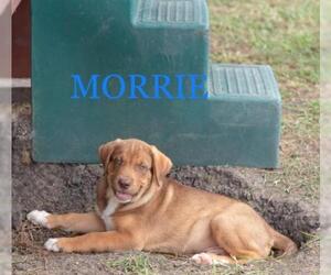Labrador Retriever-Unknown Mix Dogs for adoption in Katy, TX, USA