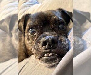 Pug-Unknown Mix Dogs for adoption in Boise, ID, USA